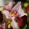 花②