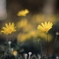 川沿いの花