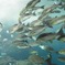 aquarium