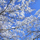 雪の華