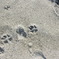 猫足跡