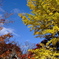 京の紅葉01
