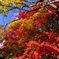 京の紅葉02