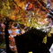 京の紅葉03