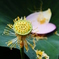 花暦