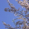 舞う花弁・SAKURA