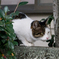 MewMew