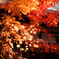 Shining Momiji