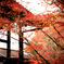 Autumn is all Enkando
