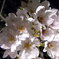 夜桜