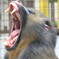 big yawn