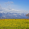 菜の花、琵琶湖、そして雪の比良山系