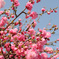シベリア桜