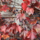 蔦の紅葉