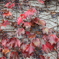 蔦の紅葉
