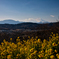 菜の花と富士山