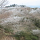 六甲最高峰　桜が咲いたような霧氷