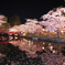 夜桜