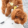 かわいい犬1