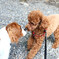 かわいい犬2