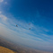 Three birds 