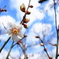 桜。
