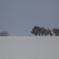 雪原(まるで北海道みたい)