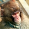 福知山動物園のアイドル　みわちゃん