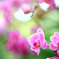 2012.植物園No.1　EF85ｍｍF1.2Ⅱ