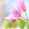 2012.植物園No.4　EF135ｍｍF2