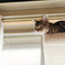 まだ子猫