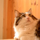 猫カフェ
