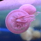 クラゲ