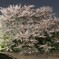 桜道