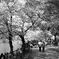 桜道＠万代池公園