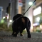 夜の散歩