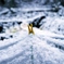 初雪