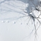 雪景色