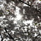 桜 見上げる＠万代池公園