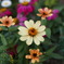 DSC00703
