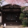 桜吹雪