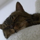 猫のシロ