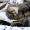 猫のシロ