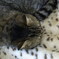 猫のシロ