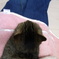 猫のシロ