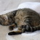 猫のシロ