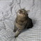 猫のシロ
