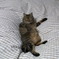 猫のシロ