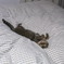 猫のシロ