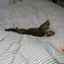 猫のシロ